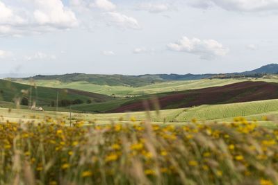 Scenic view of field against sky