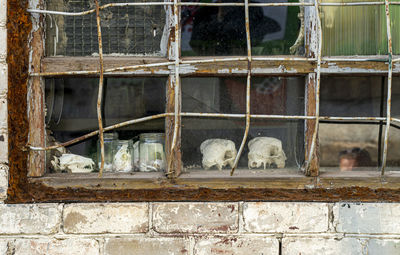Animal skulls in a window of prison