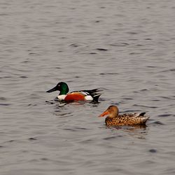 Duck swimming in lake