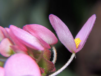 Close-up of water drops on pink flower