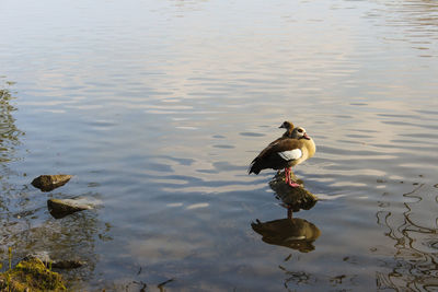 Bird on lake