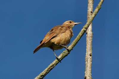 Close-up of bird perching on branch against clear blue sky