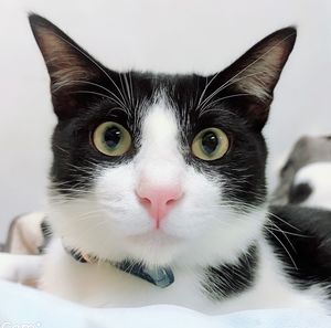 Close-up portrait of cat