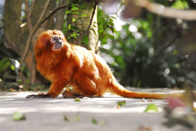 Close-up of cat on tree trunk
