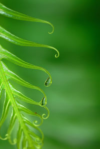 Close-up of raindrops on green leaf