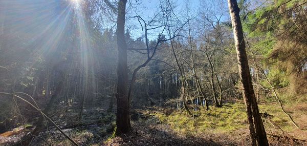 Sunlight streaming through trees in forest