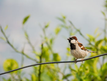 Low angle view of bird perching on branch