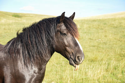 Close-up of a horse on field