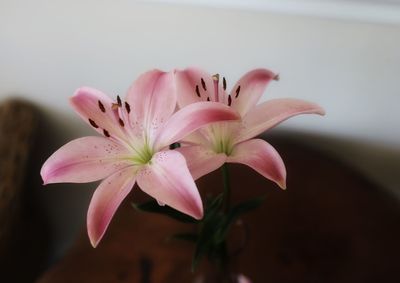 Close-up of pink flowering plant