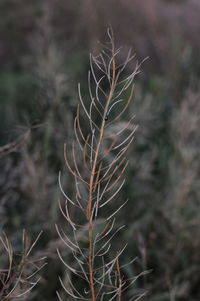 Close-up of succulent plant on field