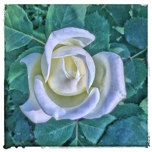 Close-up of rose blooming outdoors