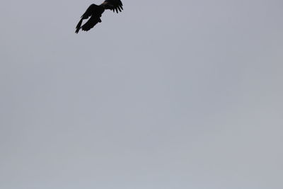 Low angle view of bird flying in sky