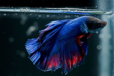 Siamese fighting fish beautiful blue and red fish with black background