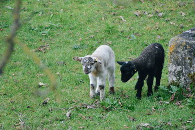 Sheep on field