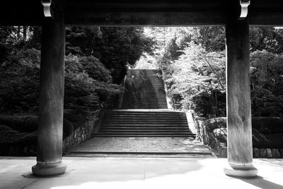 Staircase of trees