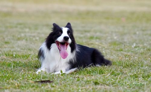 Black dog looking away on field