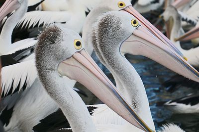 Close-up of pelican