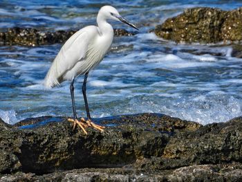 Bird perching on rock