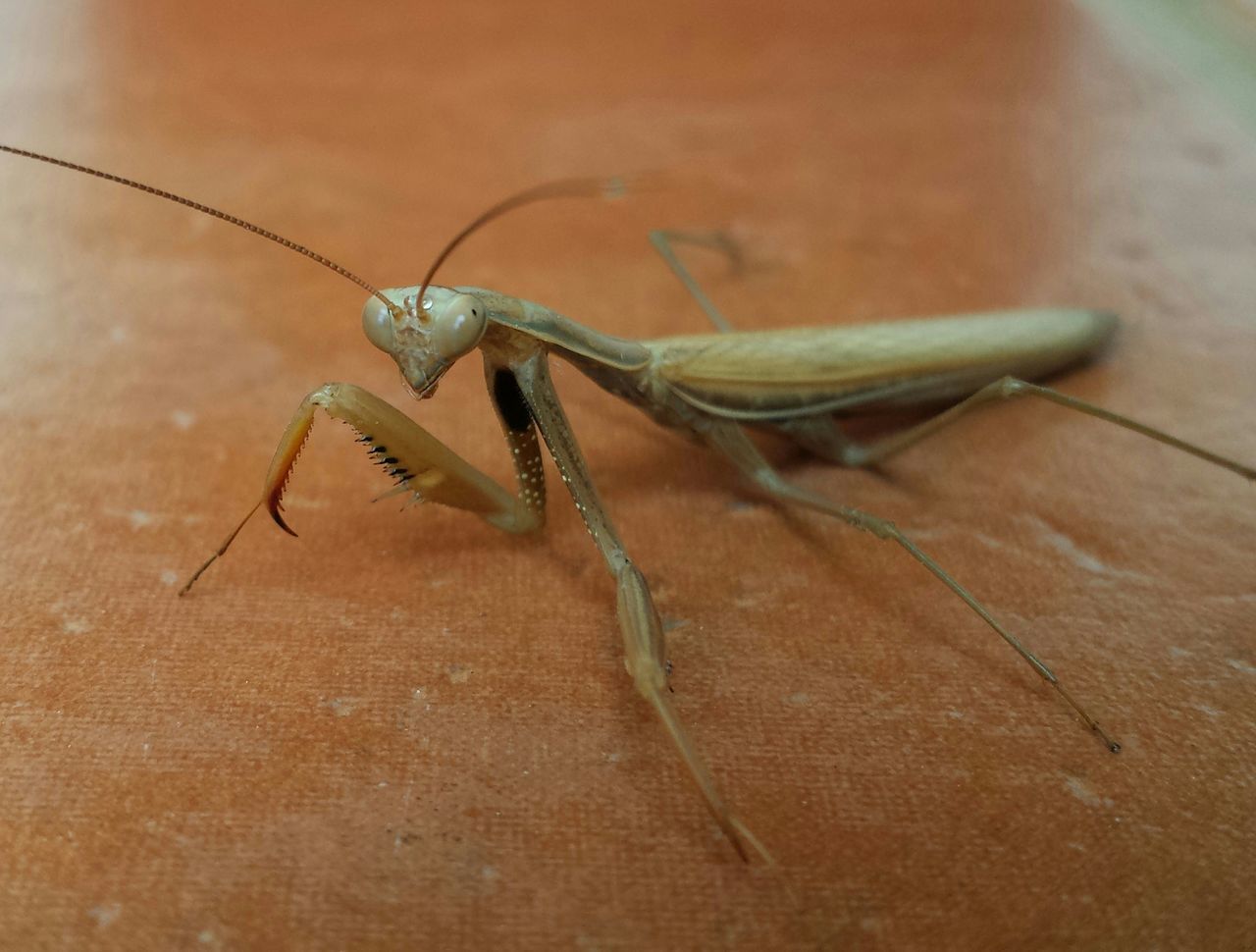 animal themes, one animal, animals in the wild, insect, wildlife, close-up, indoors, wall - building feature, dragonfly, full length, no people, day, spider, lizard, reptile, focus on foreground, selective focus, nature, zoology