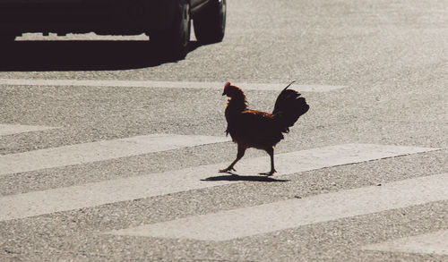 High angle view of hen walking on road