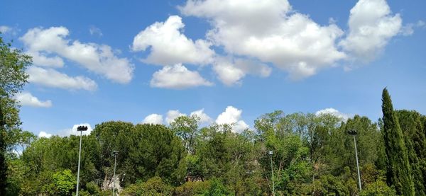 Low angle view of trees against sky