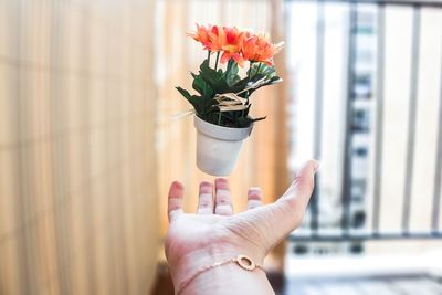 Cropped hand of person throwing potted flower plant