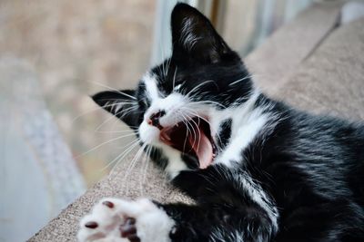 Black and white kitten