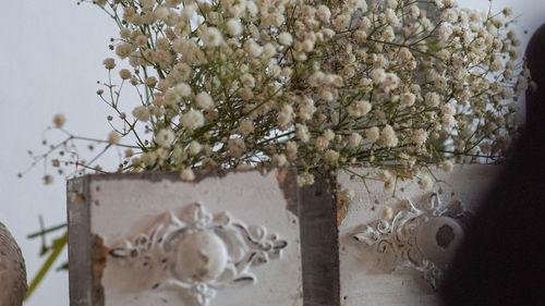 Close-up of white flowering plant