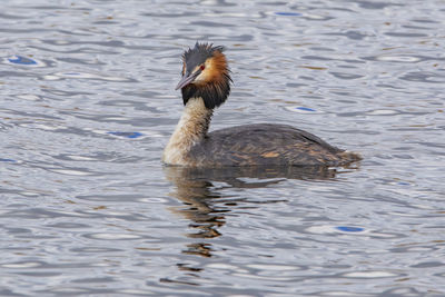 High angle view of duck swimming in lake