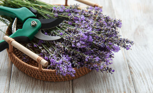 Seasonal pruning of lavender. a bunch of cut lavender and pruning shear. gardening concept