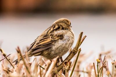 Close-up of bird perching on a plant