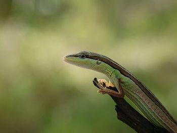 Close-up of lizard on tree