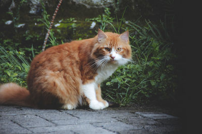 Portrait of cat sitting