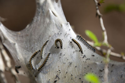 close-up