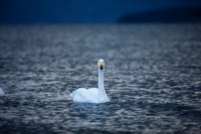 Swan swimming in sea