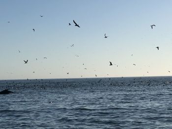 Flock of birds flying over sea