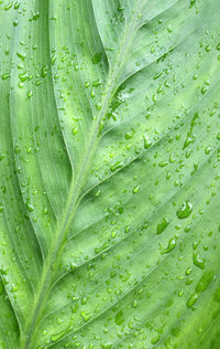 Full frame shot of wet leaves