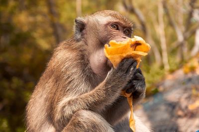 Monkey eating food