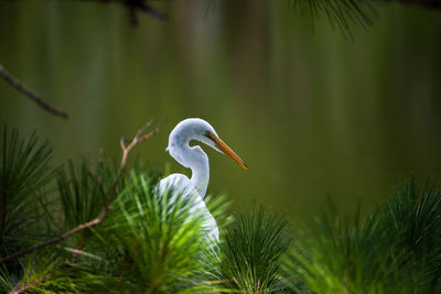 View of a bird