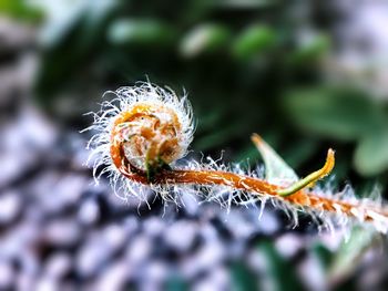 Close-up of spider on plant
