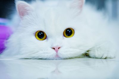 Close-up portrait of a cat