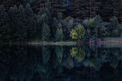 Trees by lake in forest