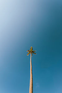 Low angle view of flowering plant against clear blue sky