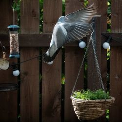 Close-up of bird perching on wooden post