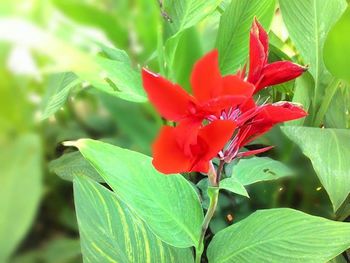 Close-up of red flowers