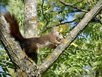 Low angle view of lizard on tree in forest