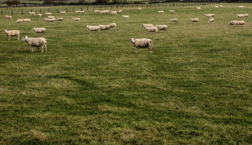 Sheep grazing on grassy field