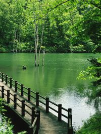 Scenic view of lake in forest