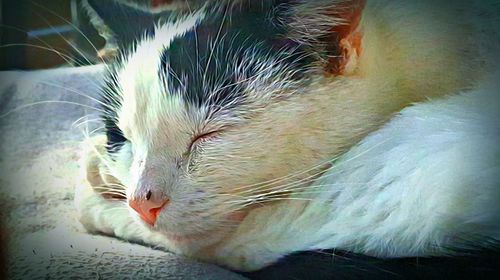 Close-up of a cat looking away