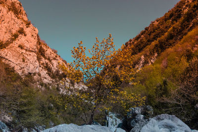 Low angle view of trees on mountain against clear sky